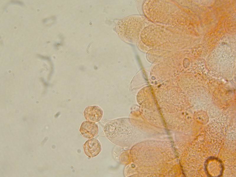 Entoloma sp.